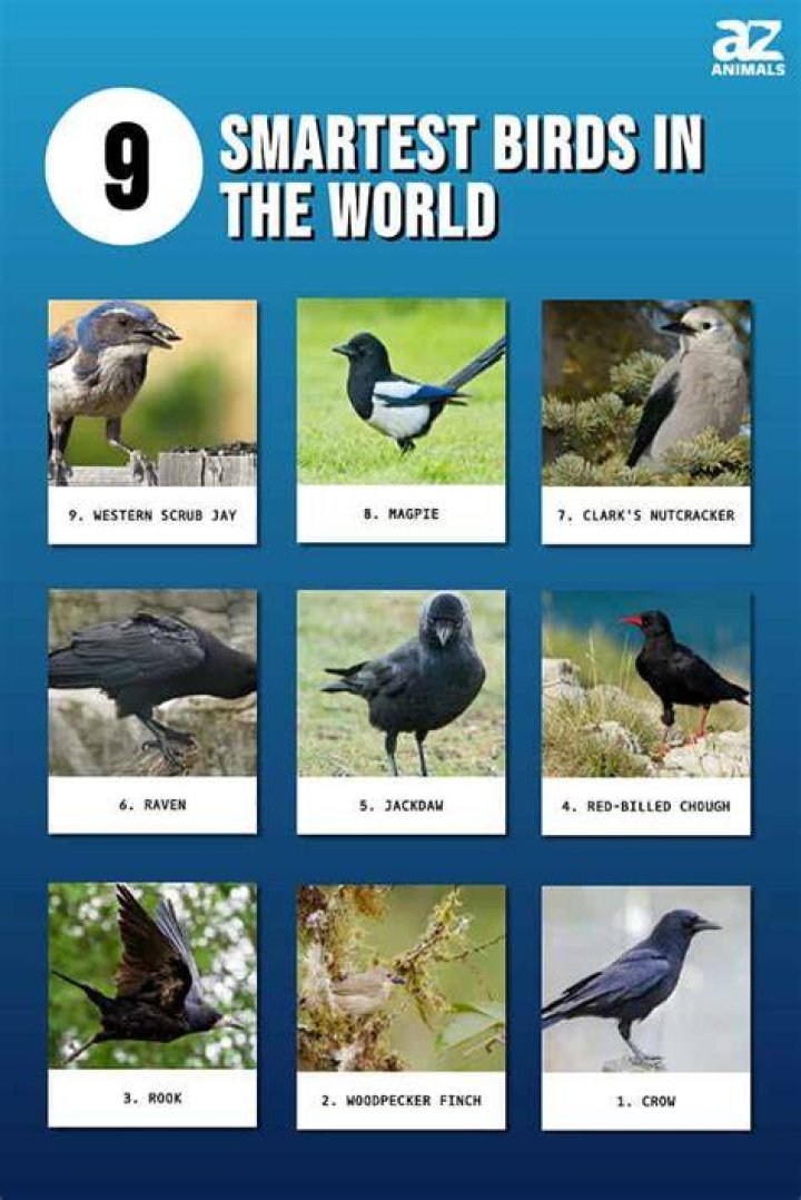 5 Smartest Birds In The World (With Pictures) Optics Mag