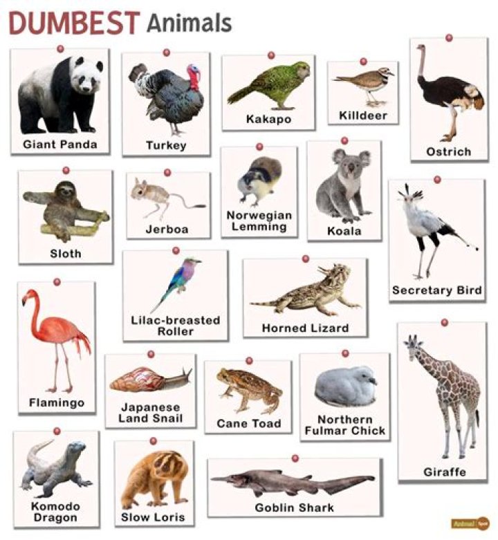 7 Dumbest Animals in the World That'll Make You Stare in Disbelief