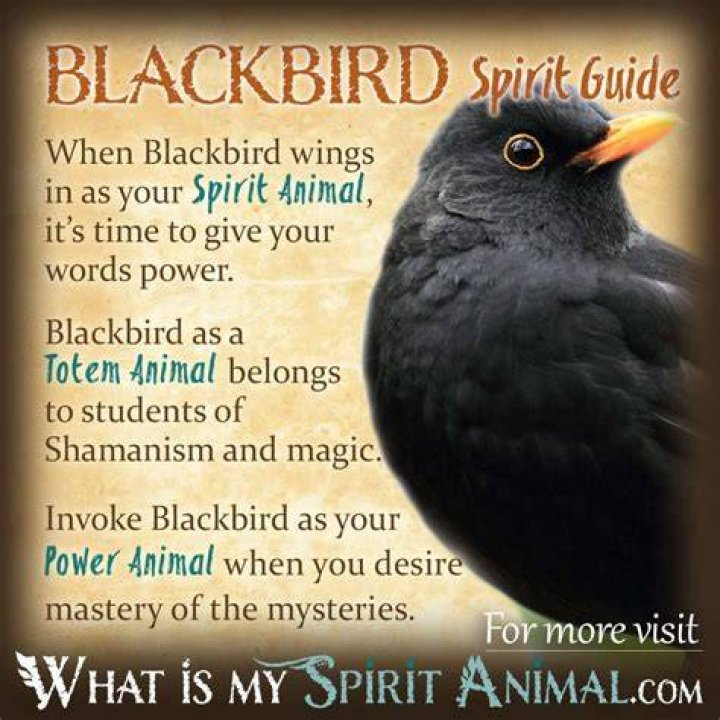 Blackbird Symbolism & Meaning Blackbird Spirit, Totem & Power Animal