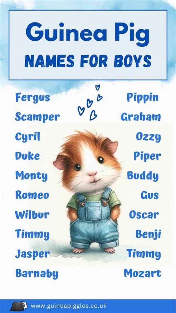 Boy Guinea Pig Names