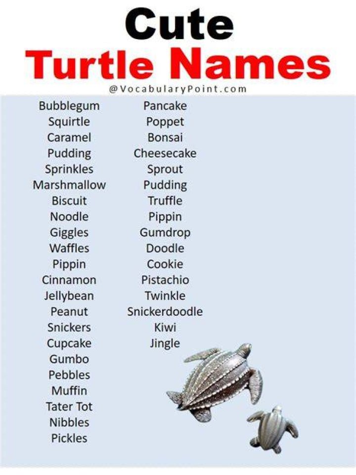 Charming Names For Your Delightful Girl Turtle