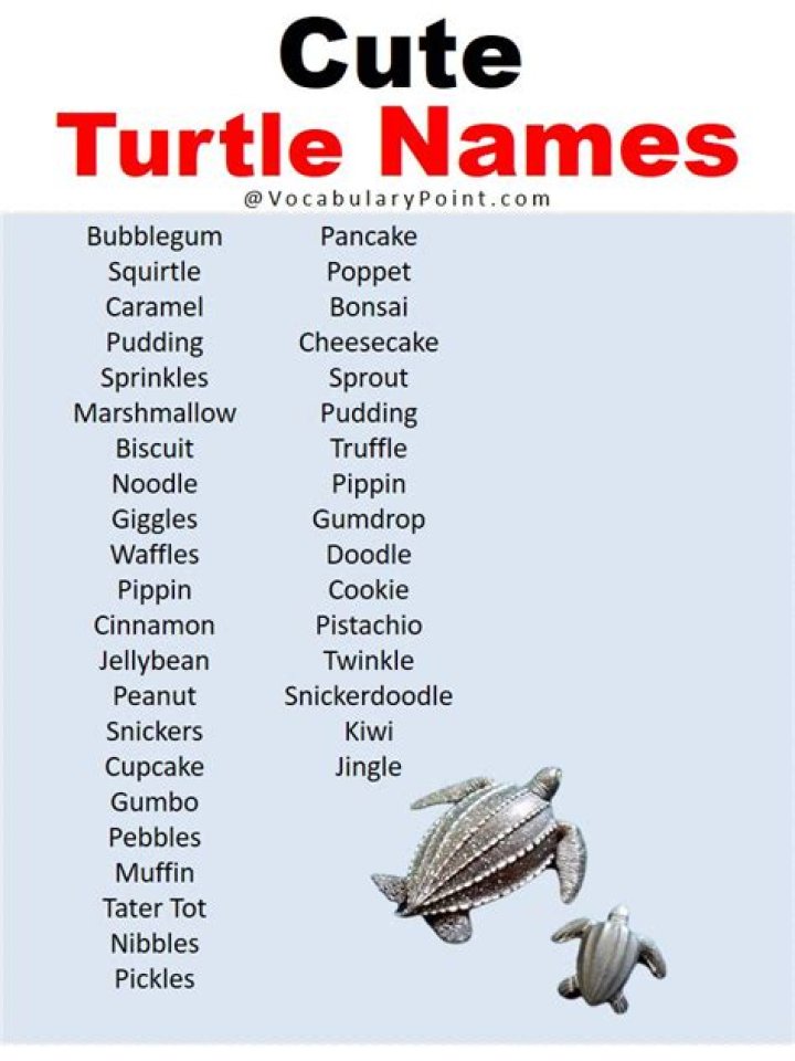 Creative And Enchanting Female Turtle Names For The Perfect Pet