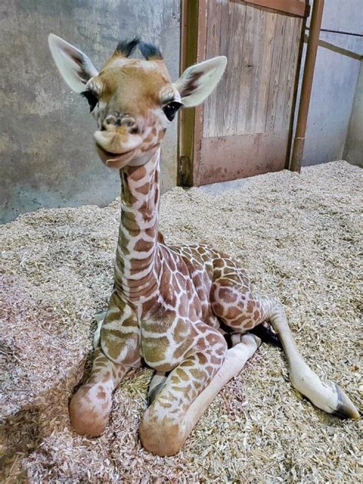 Cute Baby Giraffe Arrives At The Tennessee Zoo