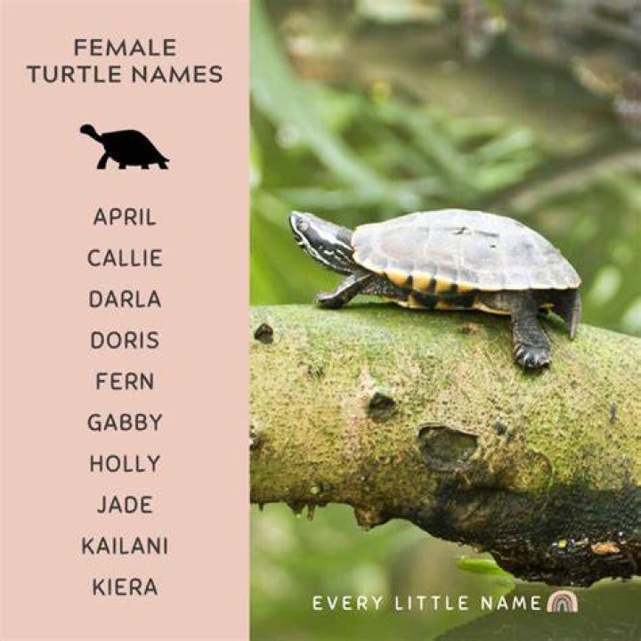 Discover Enchanting Female Turtle Names: A Guide To Adorable Monikers