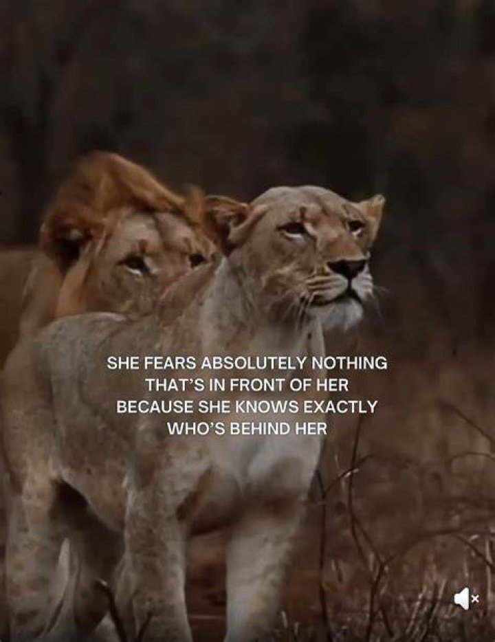 Explore The Bond: Inspiring Lion And Lioness Quotes