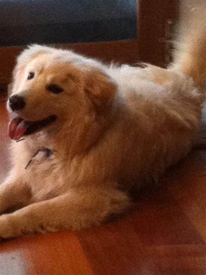 FileGolden Retriever Sammy.jpg Wikimedia Commons
