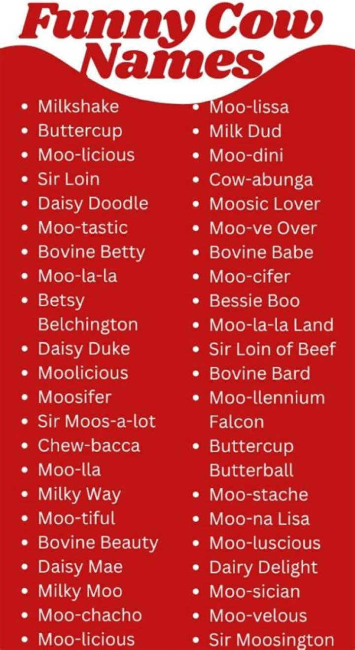 Funny Names For A Cow Cows funny, Funny names, Funny cow names