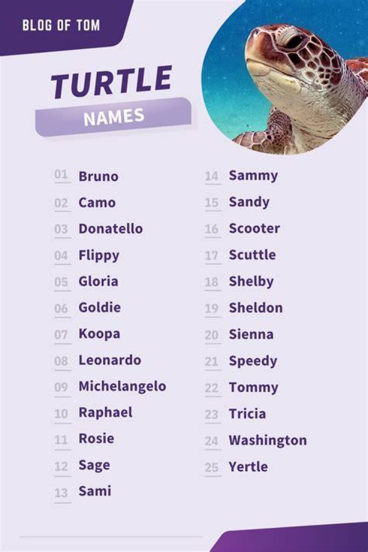 Girl Turtle Names Turtle names, Cute pet names, Turtle