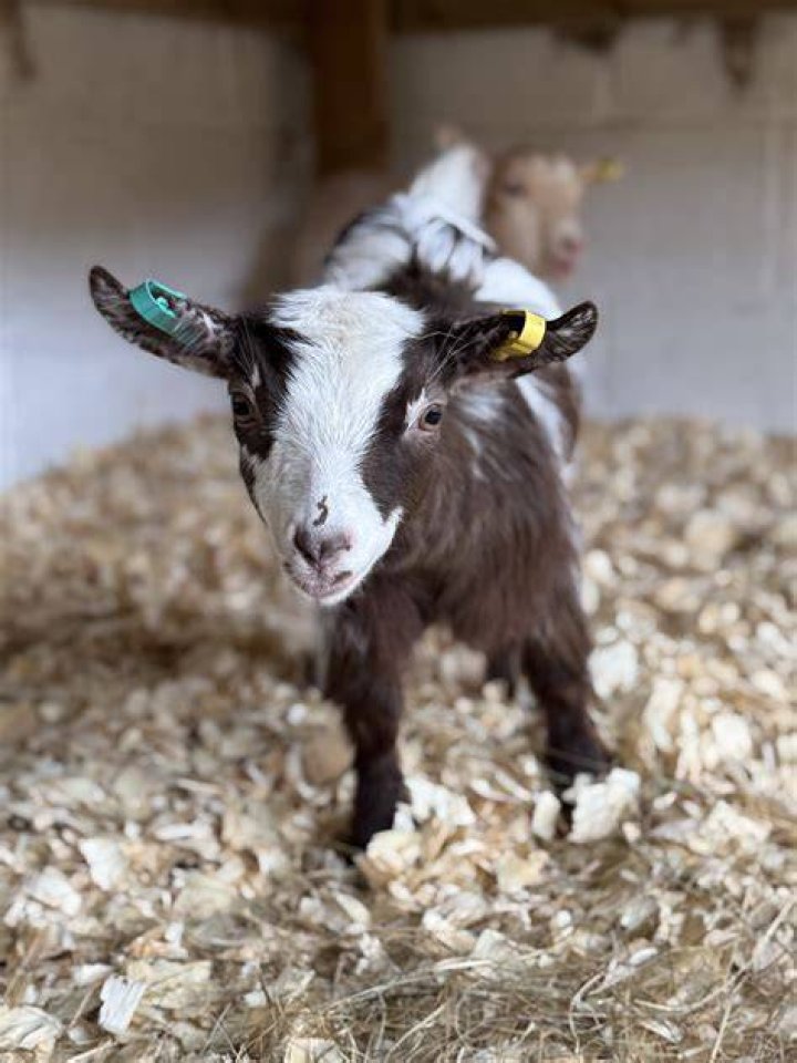 ‘GOAT With Little One’ Viral Photo Featuring Young Icon Lamine Yamal
