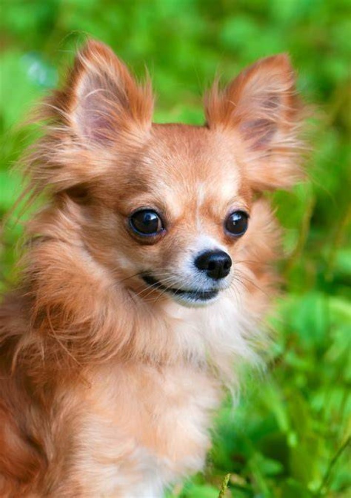 Long Haired Chihuahua Photos ThriftyFun