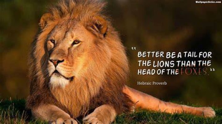 Motivational Quotes With Lion