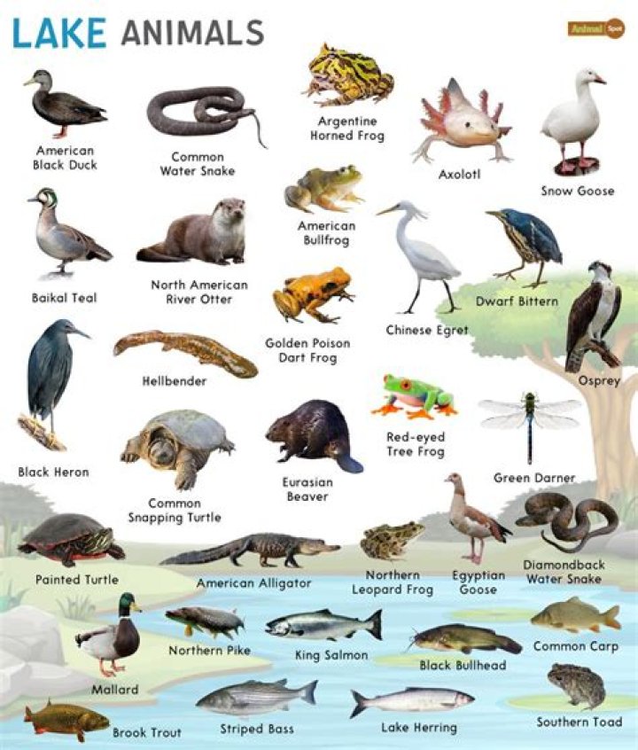 Name An Animal That Lives In A Lake