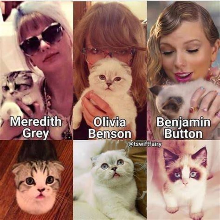 Taylor Swift cats’ names How many cats does T Swift have? What breed