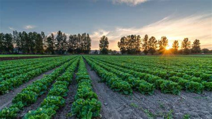 The Best Of Organic: Bennettsen Organic Farms