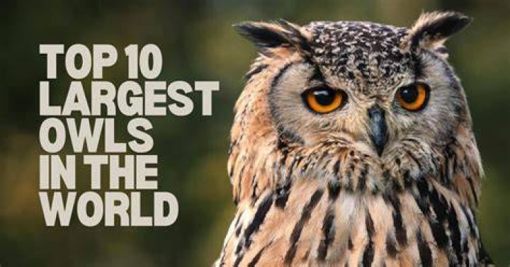 The Majestic World Of The Largest Owls