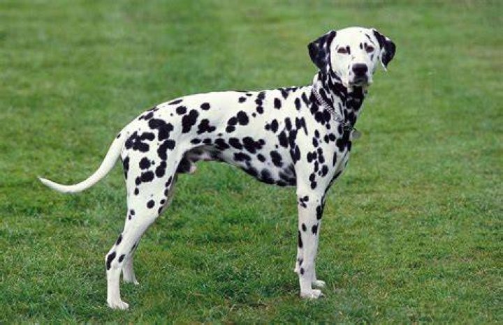 The Ultimate Guide To Dalmatian Purses: Find The Perfect Spotty Accessory