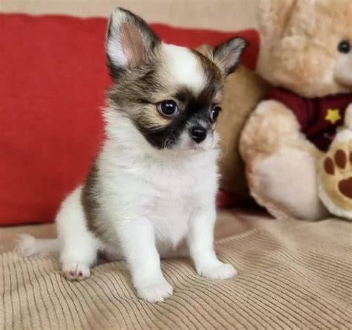 The Ultimate Guide To Finding The Perfect Coat For Your Chihuahua