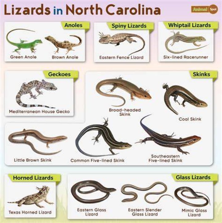 The Ultimate Guide To Lizards In South Carolina: Species, Habitats, And More