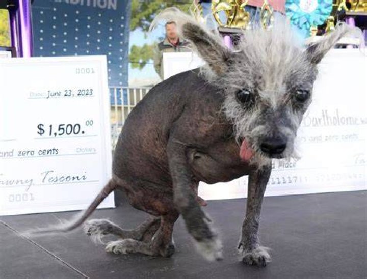 The World's Ugliest Dog: A Canine Conundrum