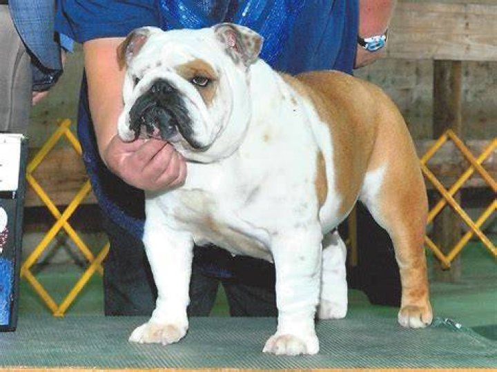 Top-Rated Champion English Bulldogs: Exceptionally Bred And Crowned