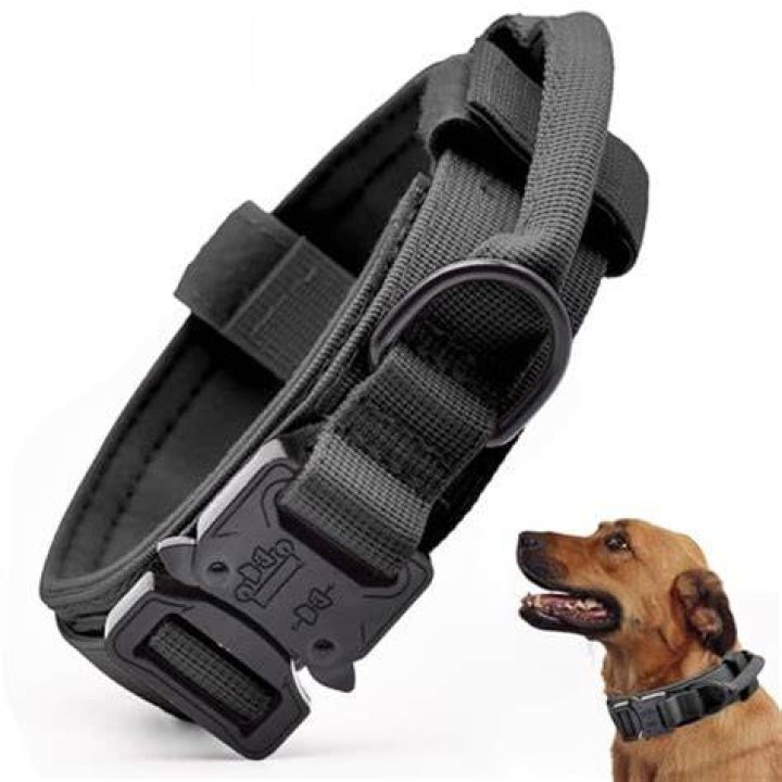 Top-Rated Dog Collars For Large Dogs: Ultimate Comfort And Control