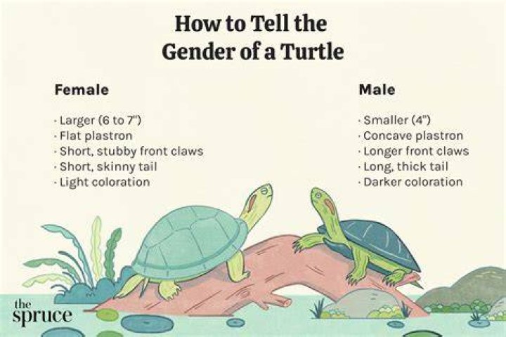 Top Unconventional Monikers For Female Turtles