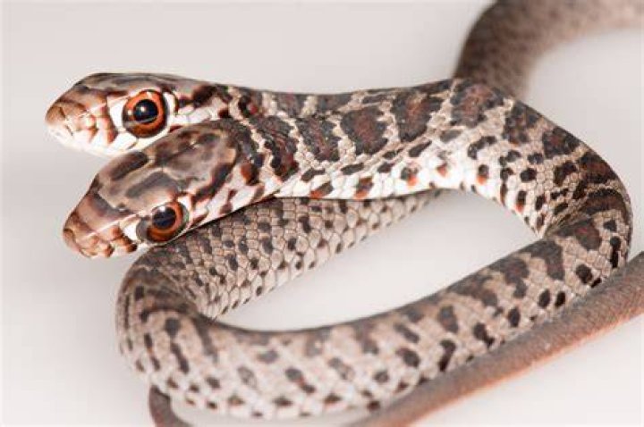 Twoheaded snake discovered in Louisiana backyard