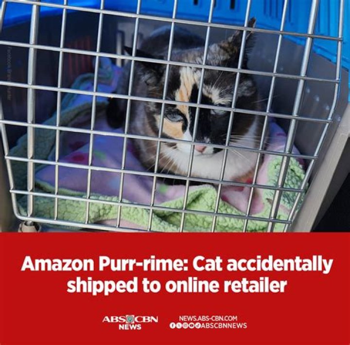 Unbelievable: Cat Discovered Inside Amazon Box!