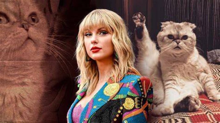 Uncover The Enchanting Cat Breed Gracing Taylor Swift's Music