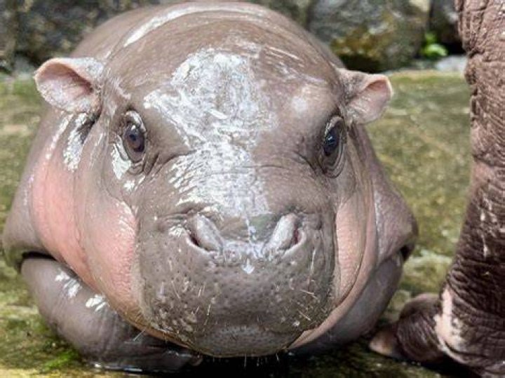 Unveiling The Wonders Of Hippos With Down Syndrome: Discoveries And Insights