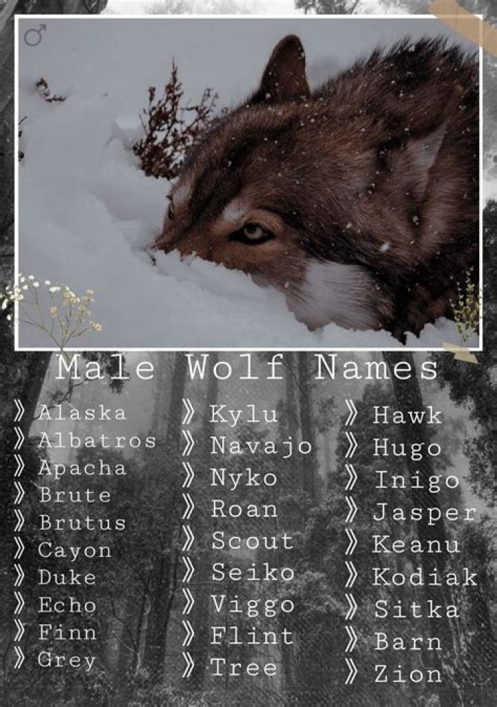 Wolf Names Boy